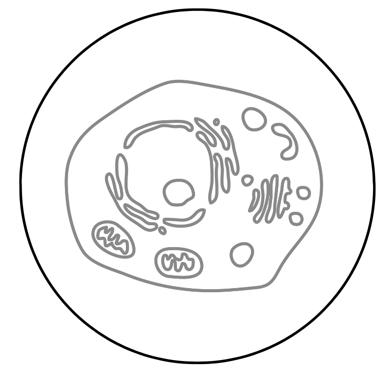 「ヒト幹細胞上清液×高純度エラスチン」アイコン